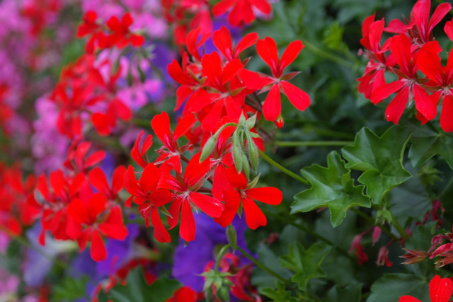 Ivy geraniums droop and make ideal plants for pots and baskets.