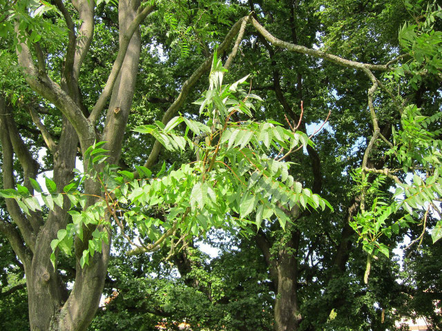 Unpleasant odor is the most definitive sign of tree of heaven identification. 