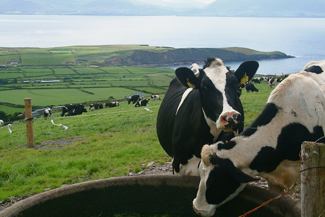 Beef and dairy have the largest environmental impact.