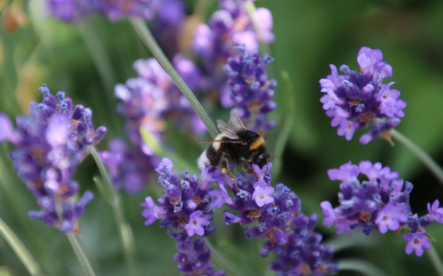 planting lavender