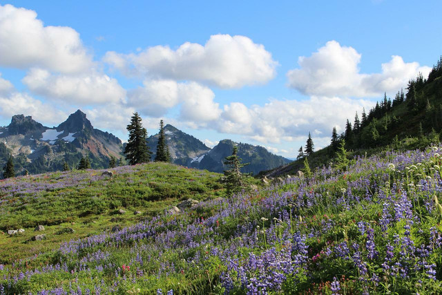 Go to Olympic National Park in spring for the wildflowers. 