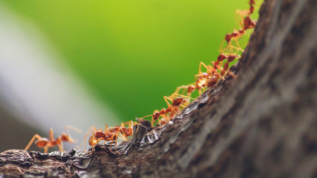 Army ants help clear the forest floor.