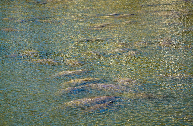 Massive amounts of manatees are dying in Florida due to a lack of food caused by increased algal blooms.