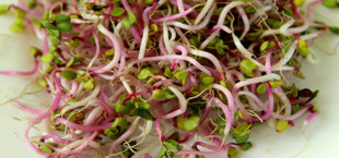 how to grow sprouts at home
