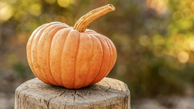 how to preserve pumpkins