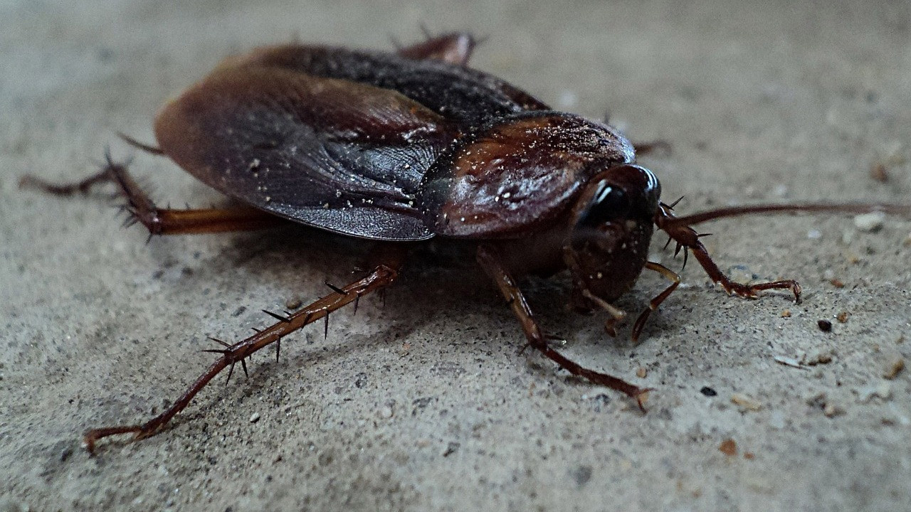 Why Are There Beetles in My House? – Self Control Pest