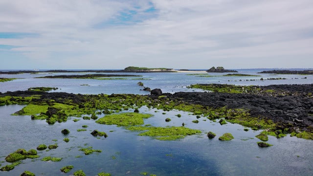 while-seaweed-isnt-an-ultra-trendy-food-right-now-cc0-pixabay-dagabe03-220927_download While seaweed isn't an ultra-trendy food right now, it's versatility combined with its sustainability makes it a crop of the future.
