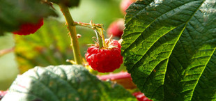 raspberry leaf tea benefits