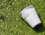 biodegradable vs. compostable
