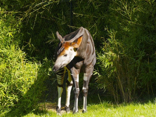 Okapis are also known as forest-giraffes.