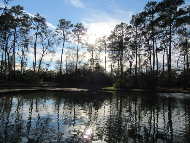 Soak up the natural beauty of the Houston Arboretum.
