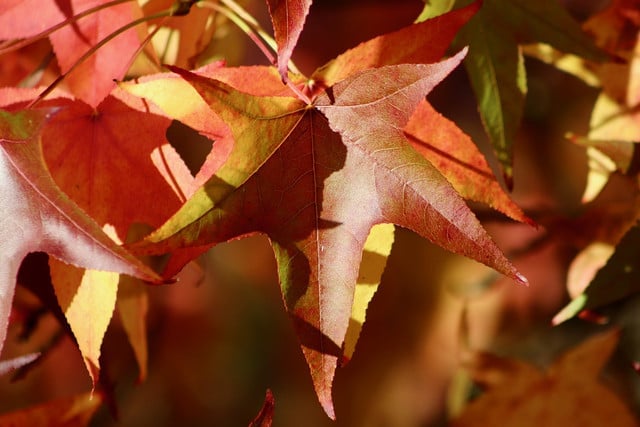 The American sweetgum retains its spectacular fall foliage late into the season.