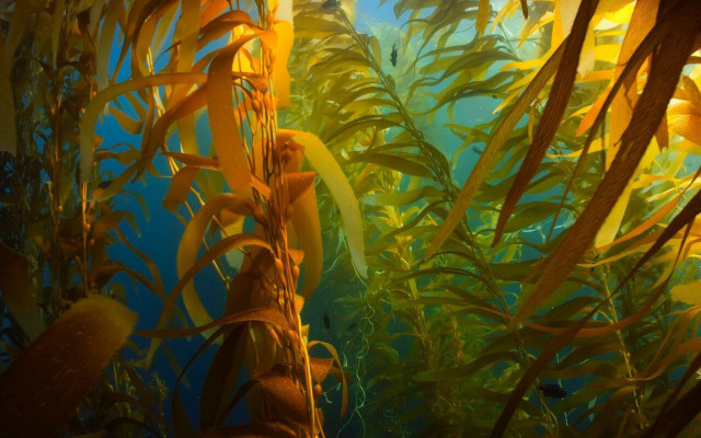 Regenerative agriculture isn't limited to land and soil, it can also take place underwater. 