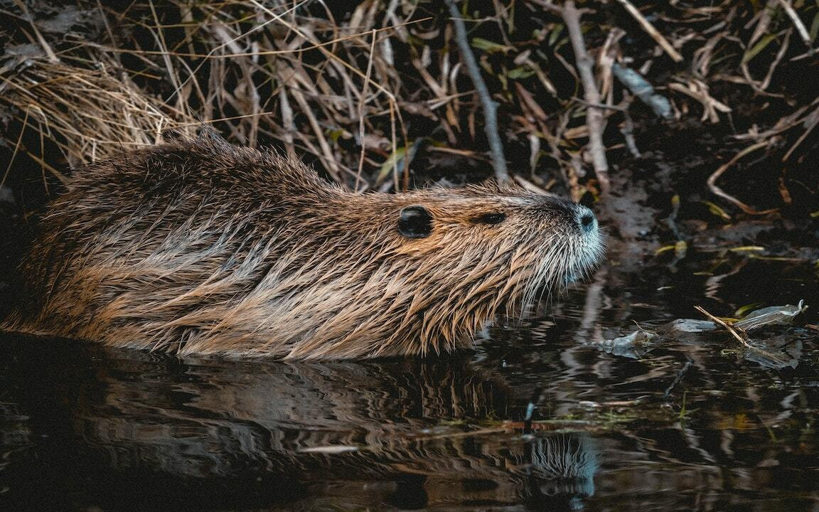 Keystone species, Predator-prey relationships, Ecosystem balance,  Biodiversity