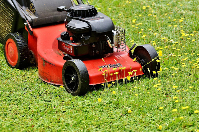 Mowing increases carbon emissions while also preventing pollination. 
