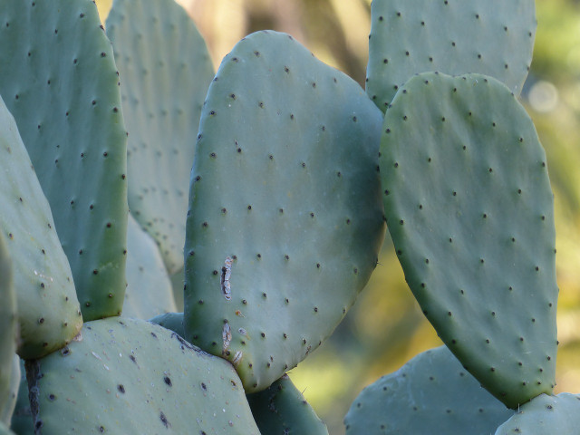 Handle prickly pear pads with care.