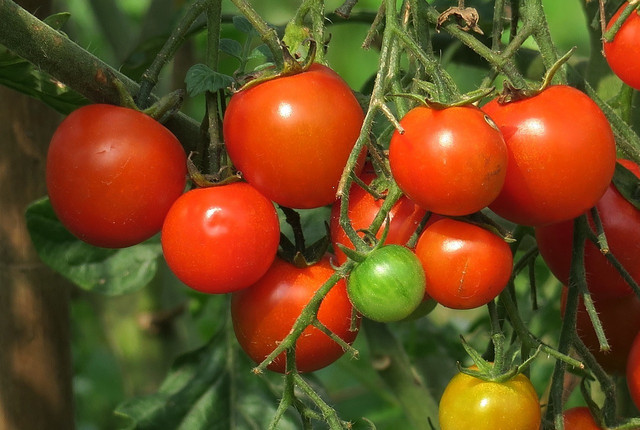 Tomatoes are a favorite vegetable among all kinds of gardeners and are easily grown in pots as long as there is enough direct sun. 
