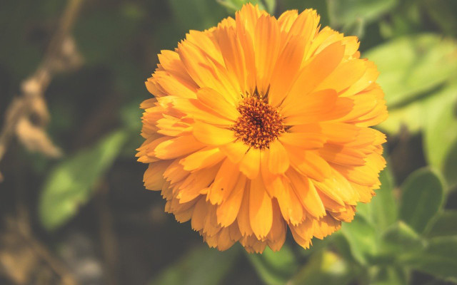 flowers for bees marigold
