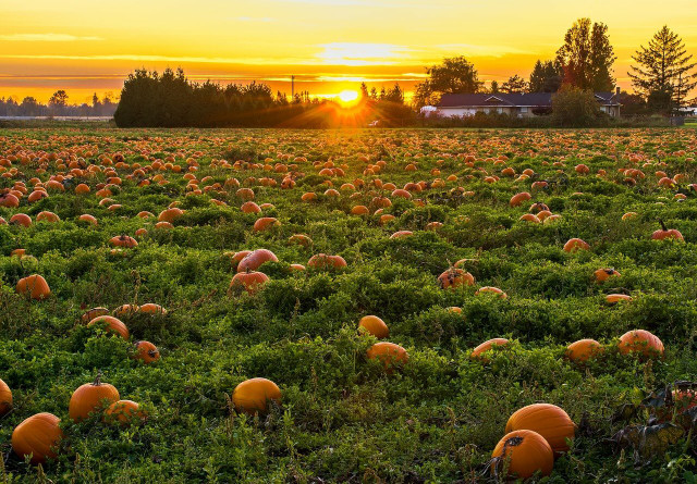 Pumpkins are ripe when the skin turns a deep orange color
