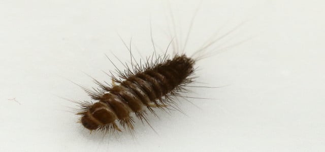 how to get rid of carpet beetles naturally