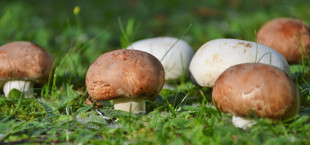 how to grow mushrooms