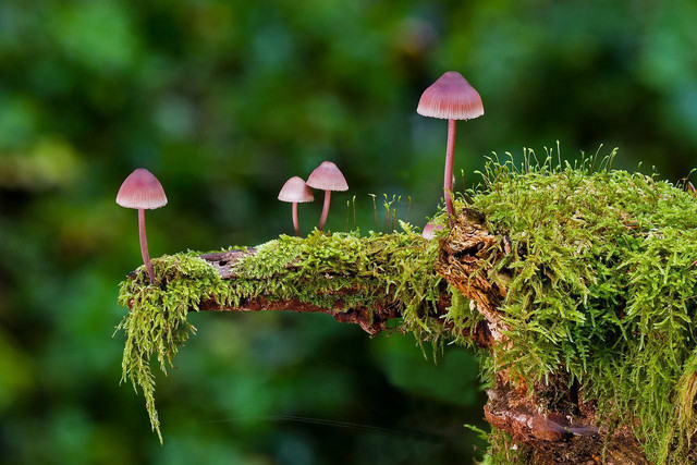 Mushrooms are a pollution-reversing superfood for energy.