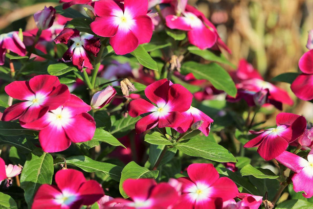 Vinca plants are perennial and can exhibit flowers all year round, making them great for pollinators.