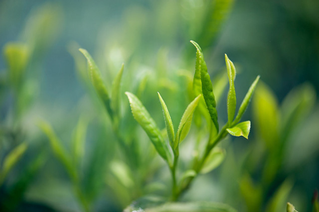 Green tea has healing properties.