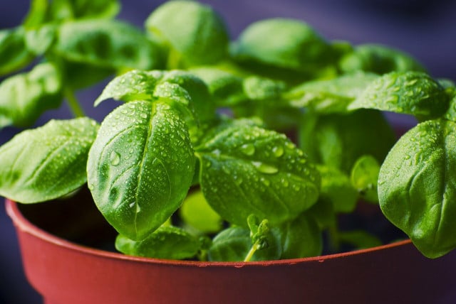 Basil, which grows best in the warmer months and likes a full day of sun, will help keep bugs at bay in the summer when they are at their worst. 