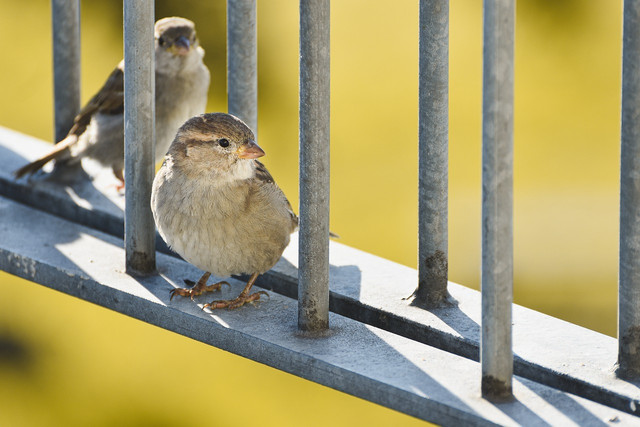 Florida grasshopper sparrows are one of the most endangered bird in the US.