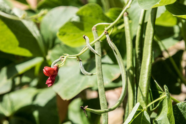 Scarlet Runner Beans have both showy flowers and tasty pods.