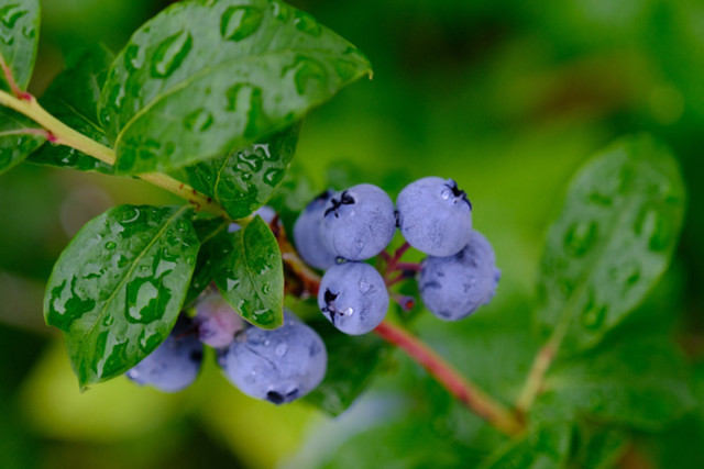 Wild blueberries are typically smaller than their commercial cousins.