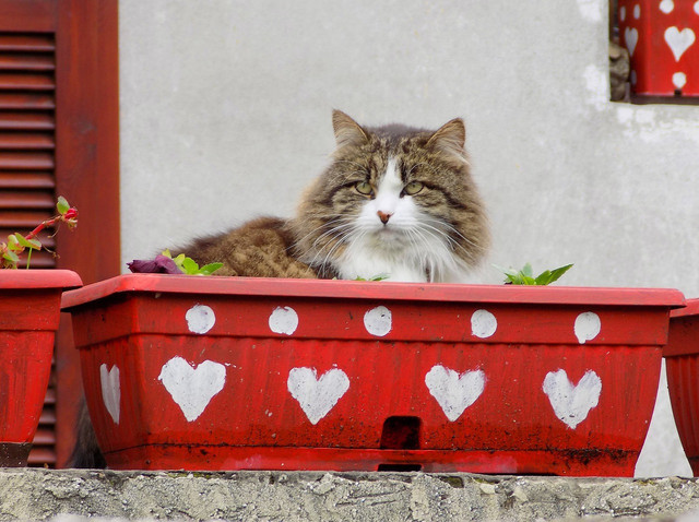 Simply compost your cat's biodegradable kitty litter for a more earth-friendly method.