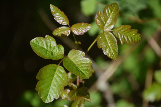 The poison oak tree (leaves pictured) is found everywhere in the US.