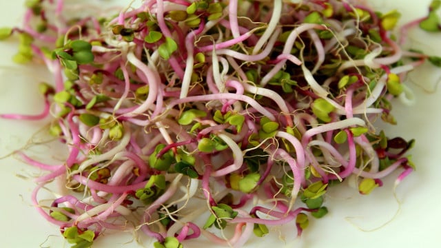 how to grow sprouts at home