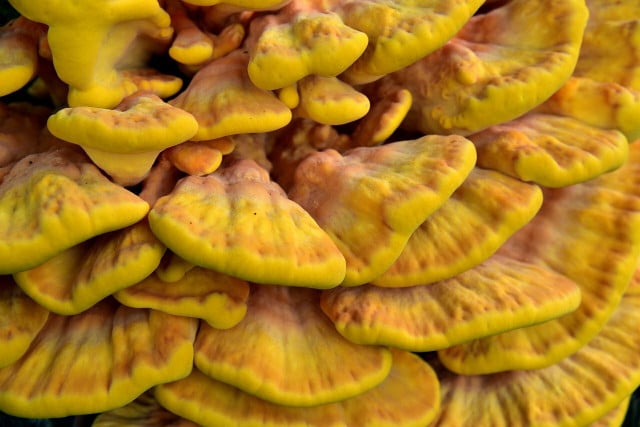Chicken of the Woods can be found all across the North Eastern US from late summer to fall.