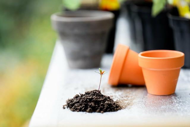 If you use an old container as a pot, just make sure to clean it out.