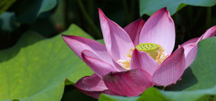 lotus root benefits
