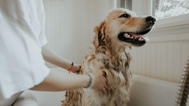 DIY dog shampoo