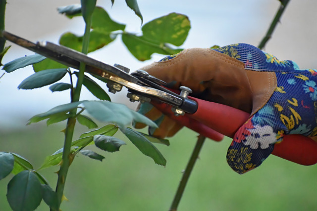 Use secateurs to nip small branches.