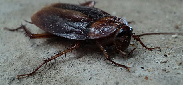 how to get rid of roaches naturally