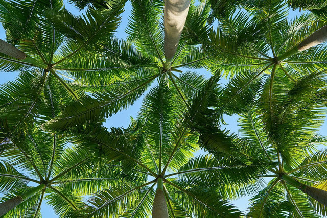 Coconut trees vs. palm trees: the difference is in their trunk and leaves.