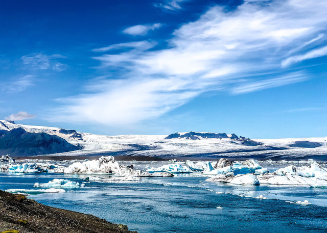 Narwhals can live to be up to 50 years old.