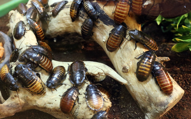 how to get rid of roaches naturally home remedies 