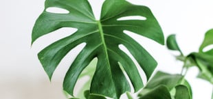 propagate monstera