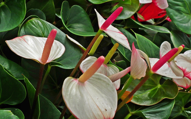 flamingo plant