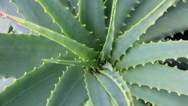 How to store an aloe vera leaf