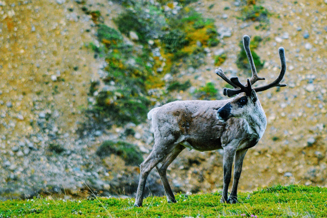 The woodland caribou is the only deer species where both sexes grow antlers.