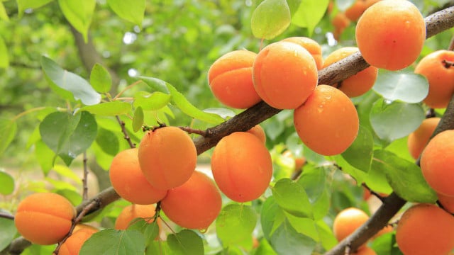 Do not let your apricot tree's soil dry out.