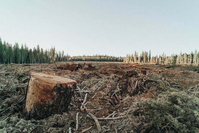 Reducing consumption reducing the demand for resources that causes deforestation.